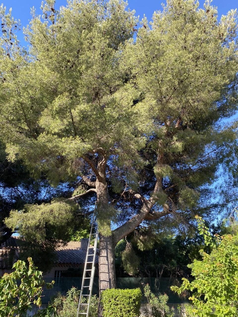 arbre