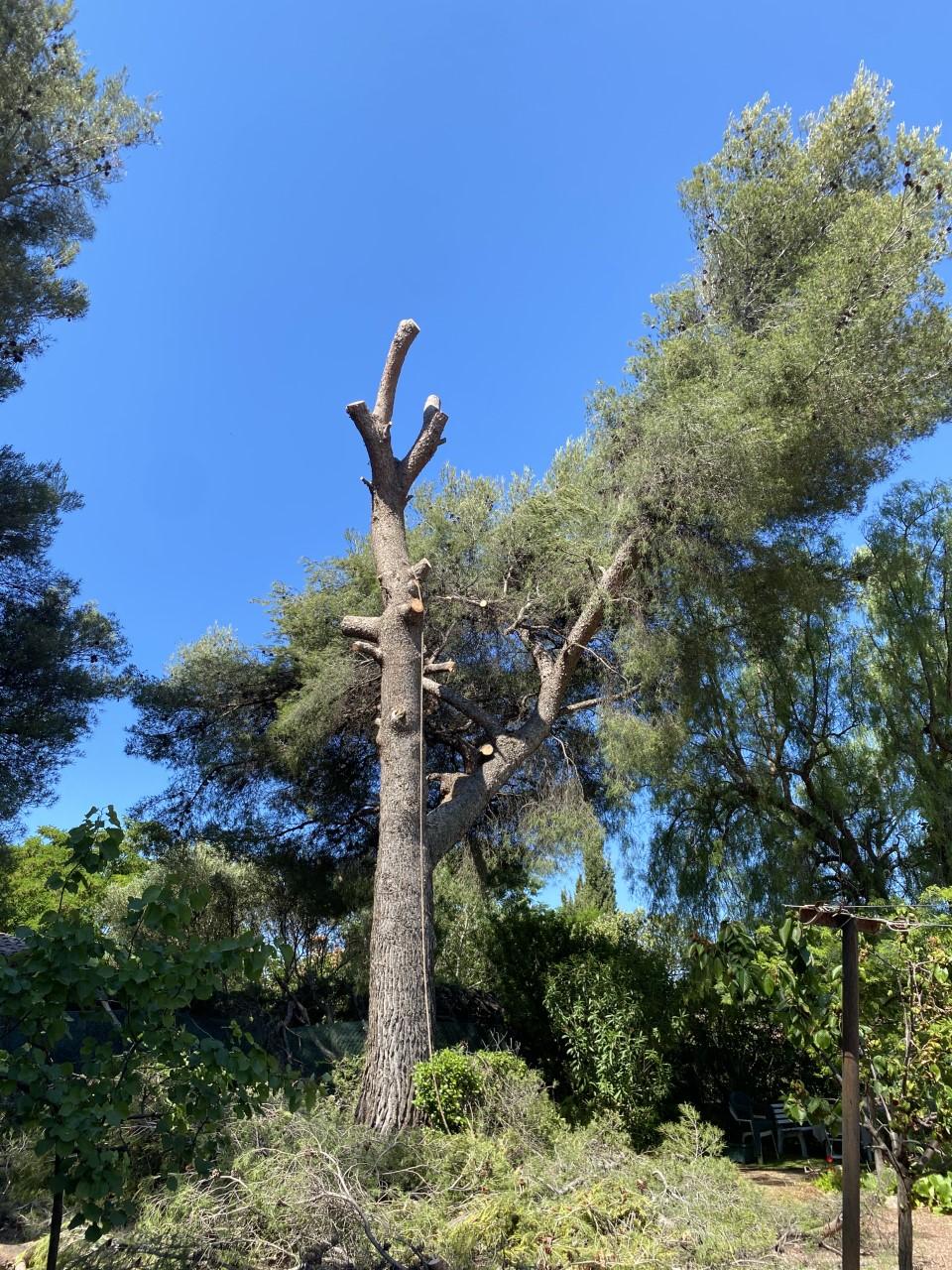 arbres-haut
