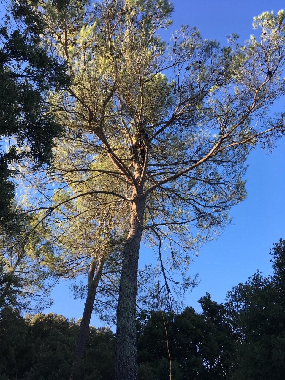 arbre-à-découpé