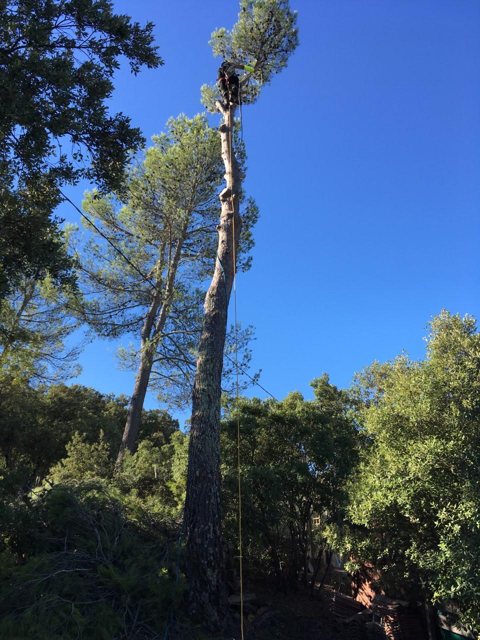 arbre-coupé