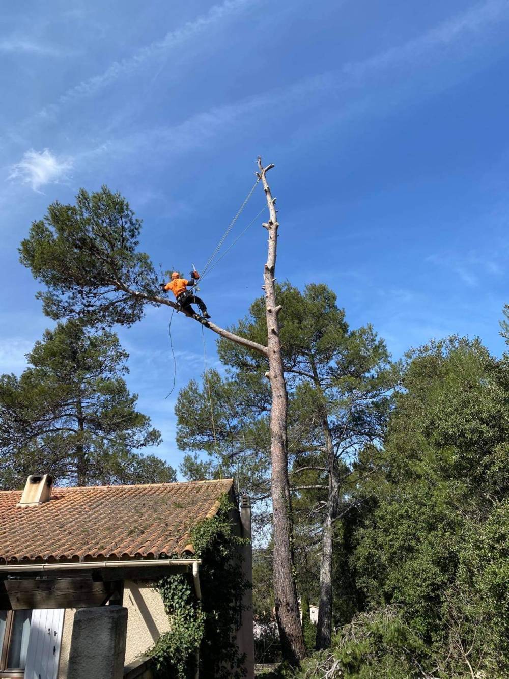 arbre-abattage
