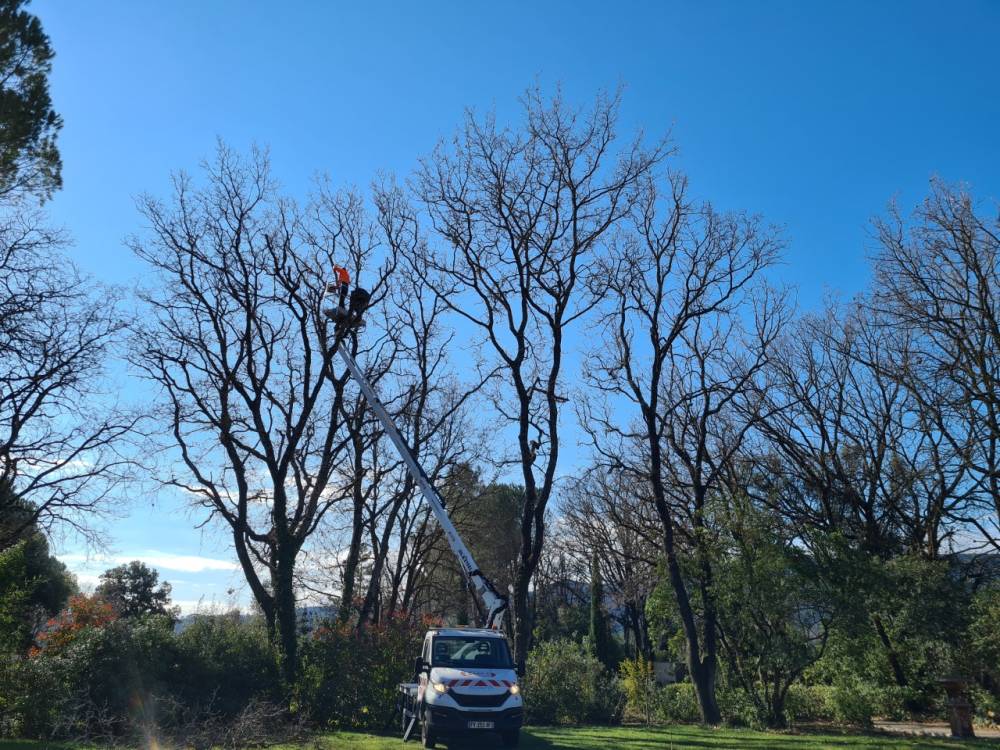abbatage-d'arbre