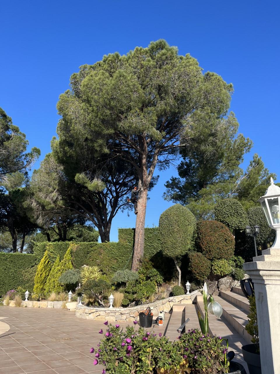 arbre-à-coupé