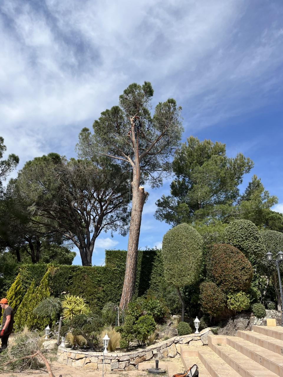 coupe-d'arbre