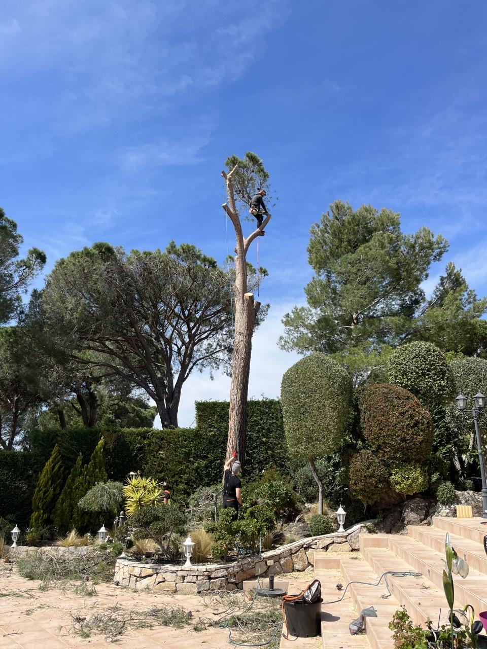arbre-fini